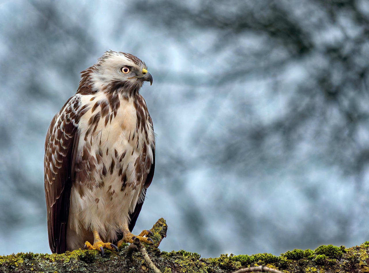 buzzard-bird-animal-nature-beak