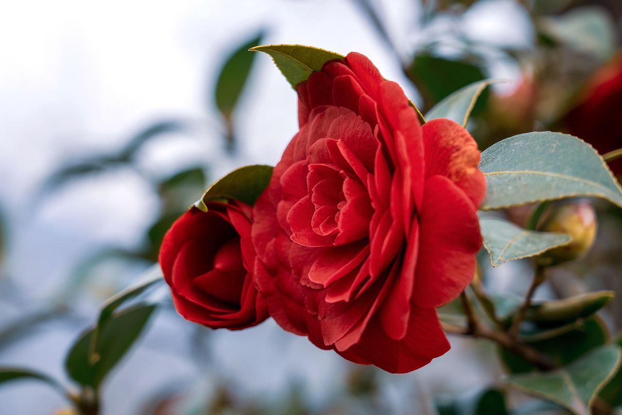 camellia-camellia-blossom-spring